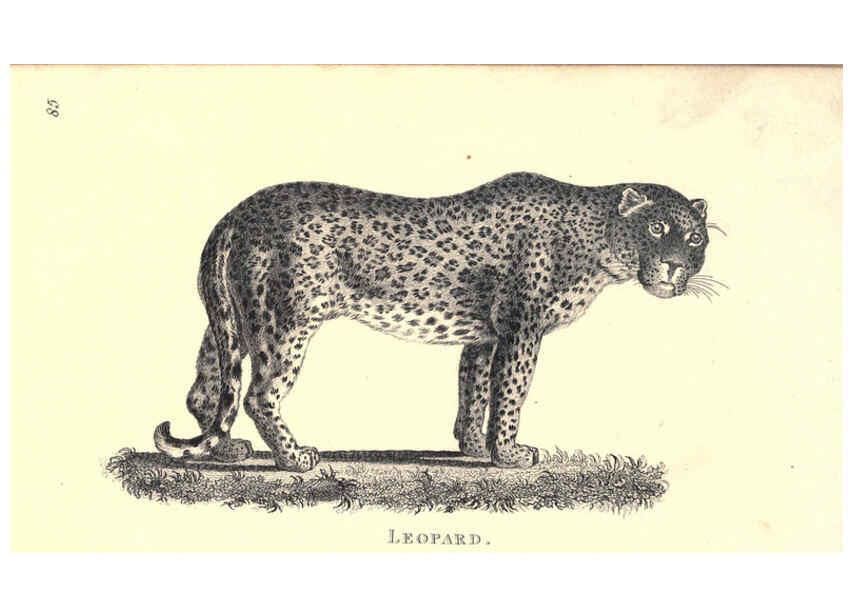 Reproducción/Reproduction 6302290903: General zoology, or Systematic natural history. v.1. pt. 2. London,Printed for G. Kearsley,1800-1826