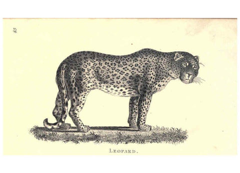 Reproducción/Reproduction 6302290903: General zoology, or Systematic natural history. v.1. pt. 2. London,Printed for G. Kearsley,1800-1826