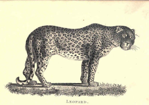 Reproducción/Reproduction 6302290903: General zoology, or Systematic natural history. v.1. pt. 2. London,Printed for G. Kearsley,1800-1826