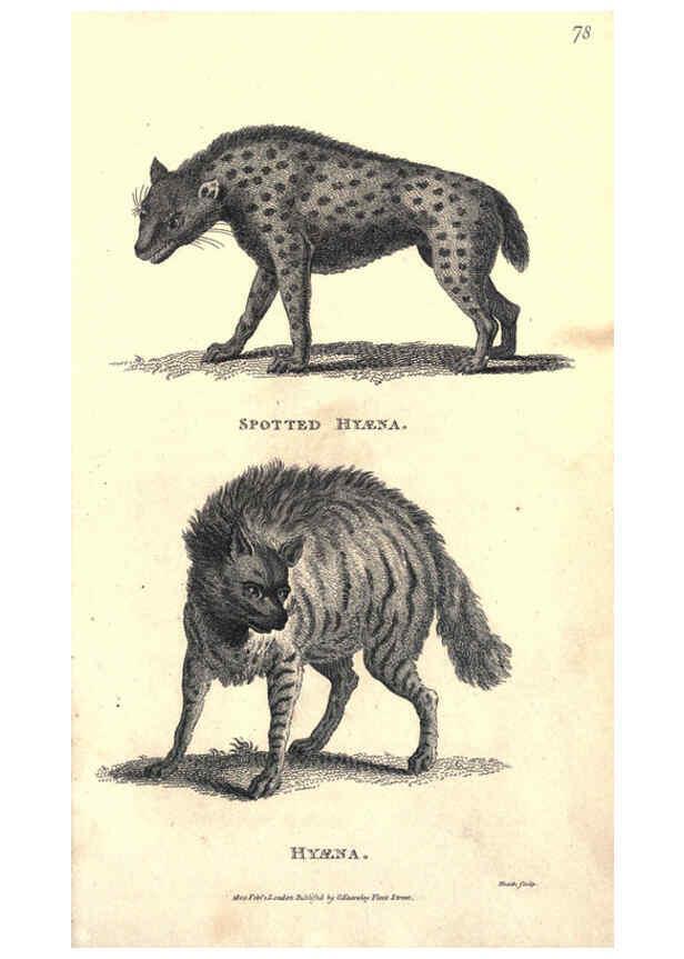 Reproducción/Reproduction 6302813242: General zoology, or Systematic natural history. v.1. pt. 2. London,Printed for G. Kearsley,1800-1826