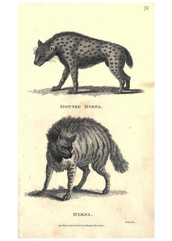 Reproducción/Reproduction 6302813242: General zoology, or Systematic natural history. v.1. pt. 2. London,Printed for G. Kearsley,1800-1826