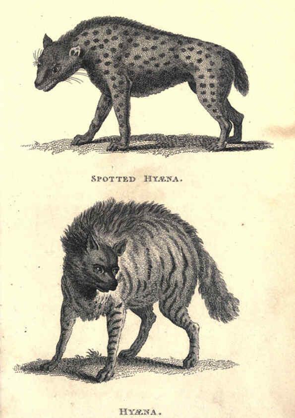 Reproducción/Reproduction 6302813242: General zoology, or Systematic natural history. v.1. pt. 2. London,Printed for G. Kearsley,1800-1826