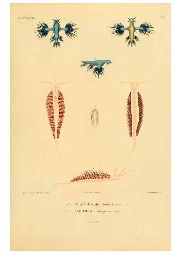 Reproducción/Reproduction 6303209880: Voyage dans l'Amérique Méridionale. v.9. Paris :Pitois-Levrault,1835-47