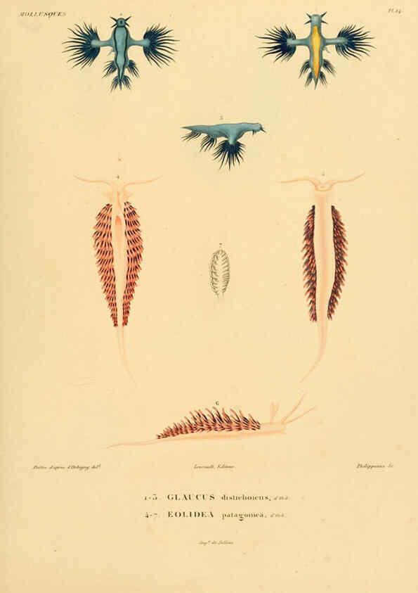 Reproducción/Reproduction 6303209880: Voyage dans l'Amérique Méridionale. v.9. Paris :Pitois-Levrault,1835-47