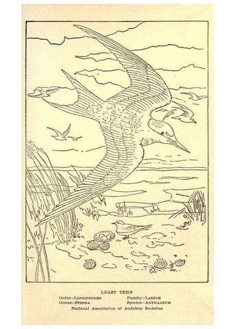 Reproducción/Reproduction 6302743064: Portraits and habits of our birds v.2. New York city :National association of Audubon societies,1920- 