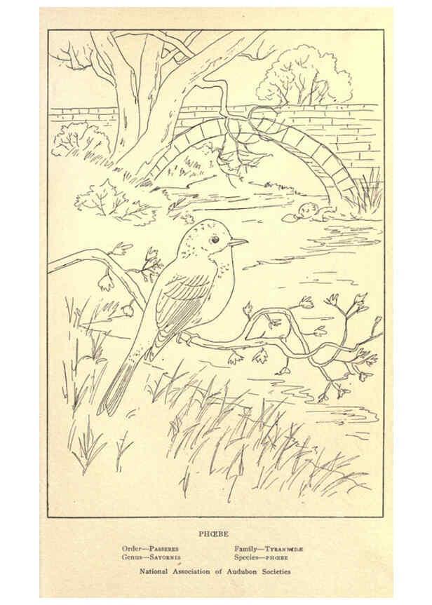 Reproducción/Reproduction 6302217013: Portraits and habits of our birds v.2. New York city :National association of Audubon societies,1920- 