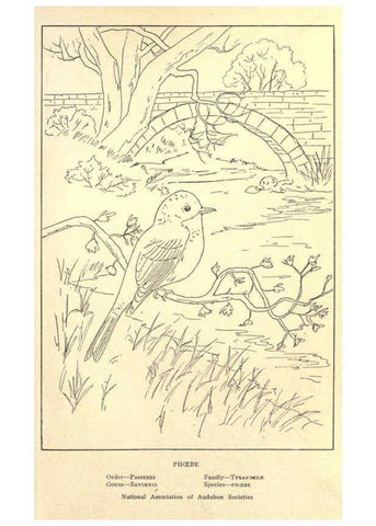 Reproducción/Reproduction 6302217013: Portraits and habits of our birds v.2. New York city :National association of Audubon societies,1920- 