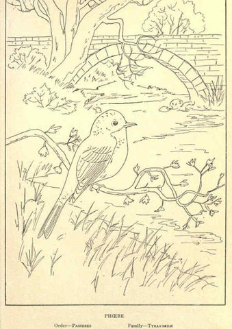 Reproducción/Reproduction 6302217013: Portraits and habits of our birds v.2. New York city :National association of Audubon societies,1920- 