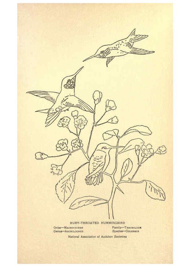 Reproducción/Reproduction 6302737288: Portraits and habits of our birds v.2. New York city :National association of Audubon societies,1920- 