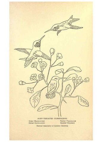 Reproducción/Reproduction 6302737288: Portraits and habits of our birds v.2. New York city :National association of Audubon societies,1920- 