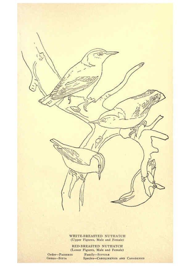 Reproducción/Reproduction 6302737672: Portraits and habits of our birds v.2. New York city :National association of Audubon societies,1920- 