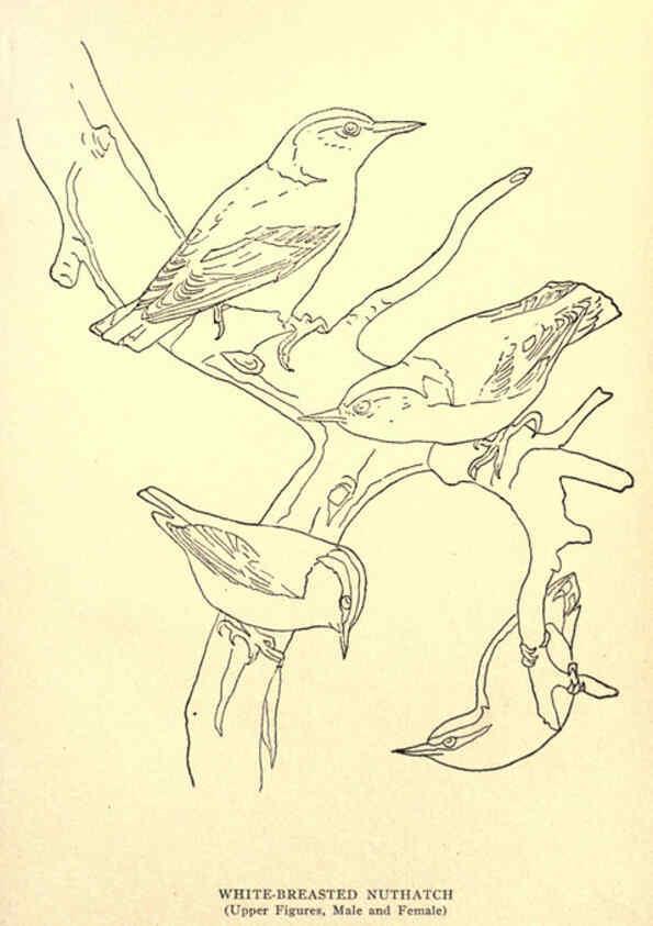 Reproducción/Reproduction 6302737672: Portraits and habits of our birds v.2. New York city :National association of Audubon societies,1920- 