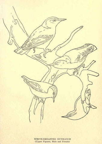 Reproducción/Reproduction 6302737672: Portraits and habits of our birds v.2. New York city :National association of Audubon societies,1920- 
