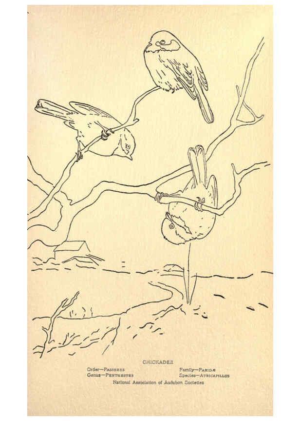 Reproducción/Reproduction 6302212501: Portraits and habits of our birds v.2. New York city :National association of Audubon societies,1920- 