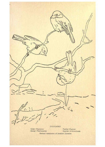 Reproducción/Reproduction 6302212501: Portraits and habits of our birds v.2. New York city :National association of Audubon societies,1920- 