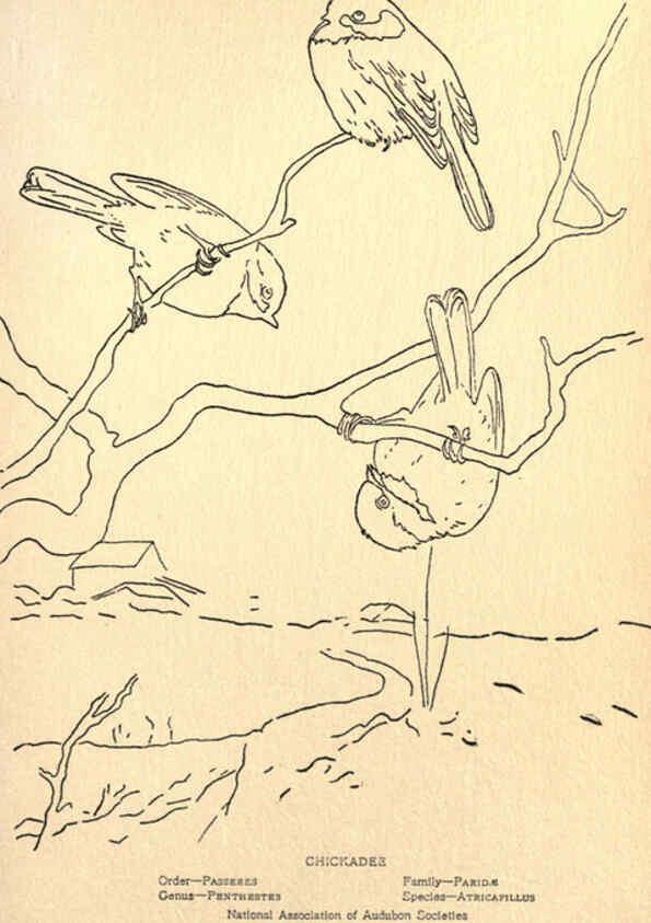 Reproducción/Reproduction 6302212501: Portraits and habits of our birds v.2. New York city :National association of Audubon societies,1920- 