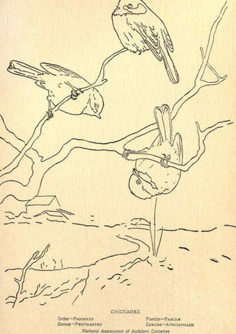 Reproducción/Reproduction 6302212501: Portraits and habits of our birds v.2. New York city :National association of Audubon societies,1920- 