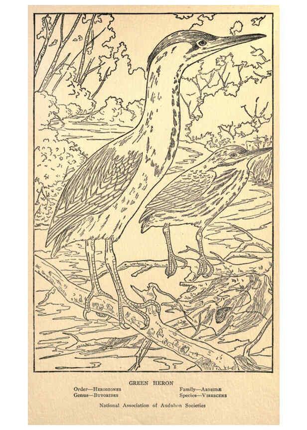 Reproducción/Reproduction 6302738712: Portraits and habits of our birds v.2. New York city :National association of Audubon societies,1920- 