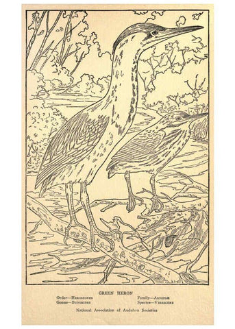 Reproducción/Reproduction 6302738712: Portraits and habits of our birds v.2. New York city :National association of Audubon societies,1920- 