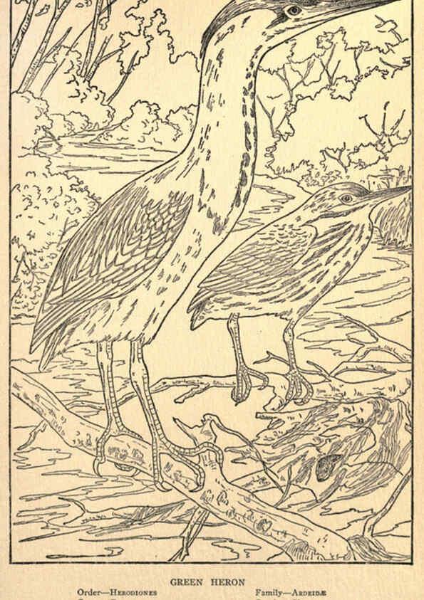 Reproducción/Reproduction 6302738712: Portraits and habits of our birds v.2. New York city :National association of Audubon societies,1920- 