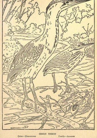 Reproducción/Reproduction 6302738712: Portraits and habits of our birds v.2. New York city :National association of Audubon societies,1920- 
