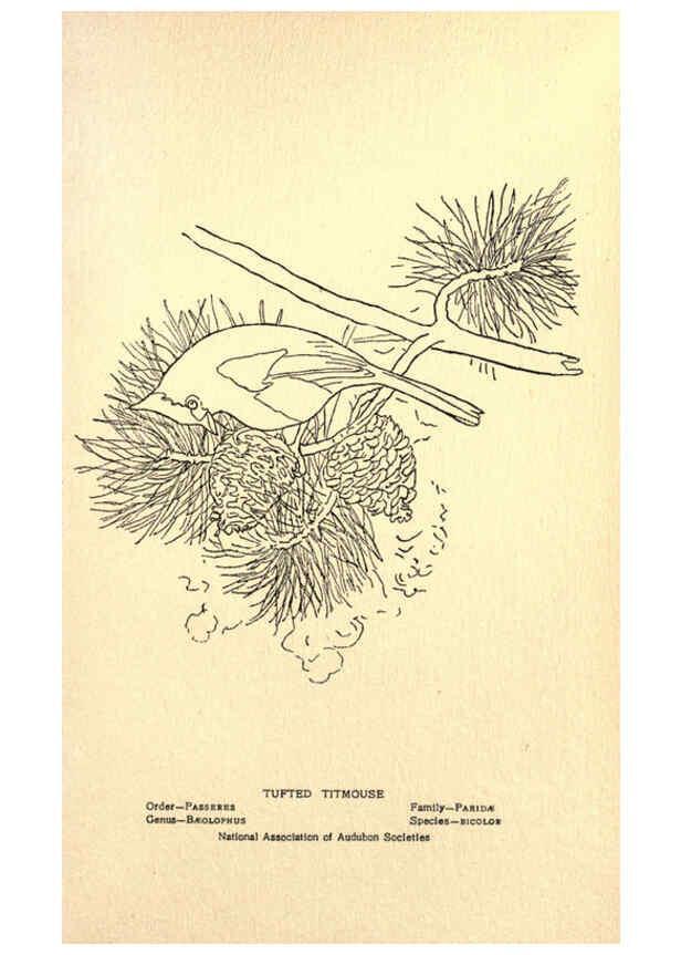 Reproducción/Reproduction 6302738964: Portraits and habits of our birds v.2. New York city :National association of Audubon societies,1920- 