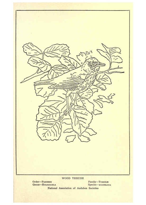 Reproducción/Reproduction 6302213773: Portraits and habits of our birds v.2. New York city :National association of Audubon societies,1920- 