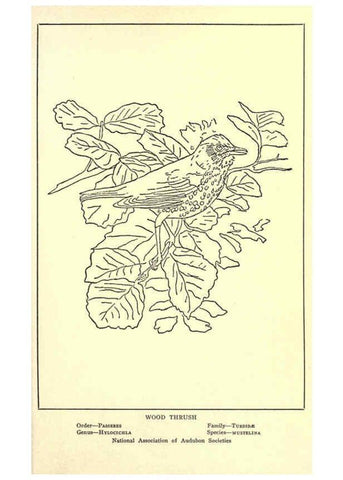Reproducción/Reproduction 6302213773: Portraits and habits of our birds v.2. New York city :National association of Audubon societies,1920- 