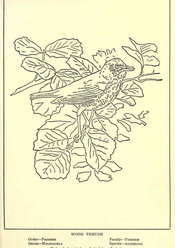 Reproducción/Reproduction 6302213773: Portraits and habits of our birds v.2. New York city :National association of Audubon societies,1920- 