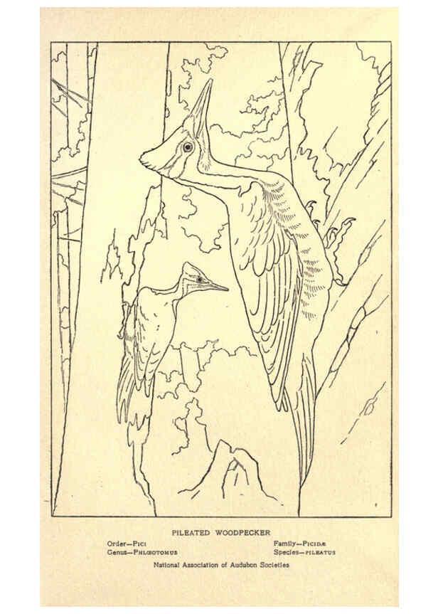 Reproducción/Reproduction 6302742682: Portraits and habits of our birds v.2. New York city :National association of Audubon societies,1920- 