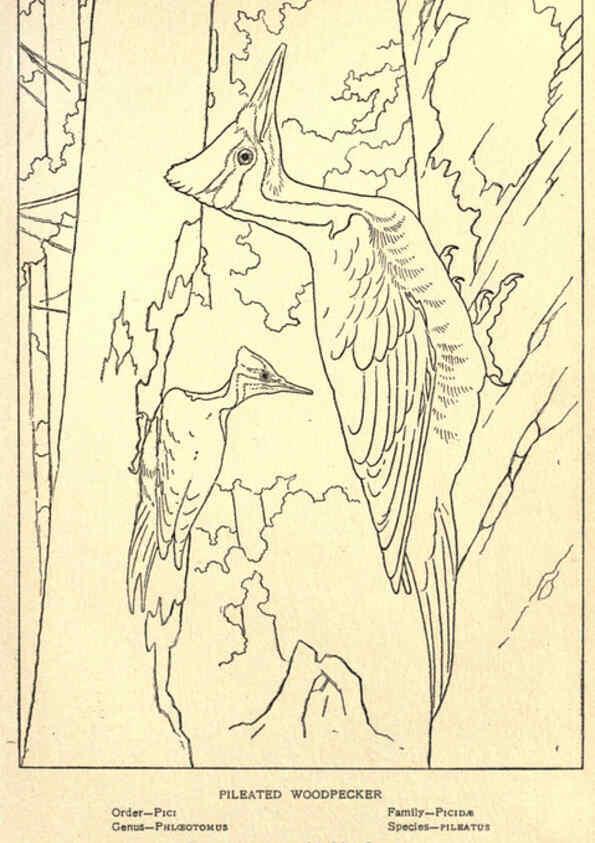 Reproducción/Reproduction 6302742682: Portraits and habits of our birds v.2. New York city :National association of Audubon societies,1920- 