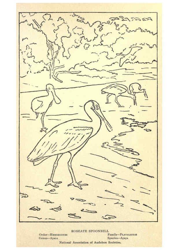 Reproducción/Reproduction 6302214071: Portraits and habits of our birds v.2. New York city :National association of Audubon societies,1920- 