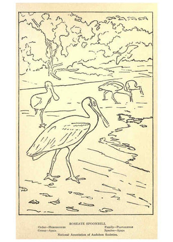 Reproducción/Reproduction 6302214071: Portraits and habits of our birds v.2. New York city :National association of Audubon societies,1920- 