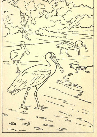 Reproducción/Reproduction 6302214071: Portraits and habits of our birds v.2. New York city :National association of Audubon societies,1920- 