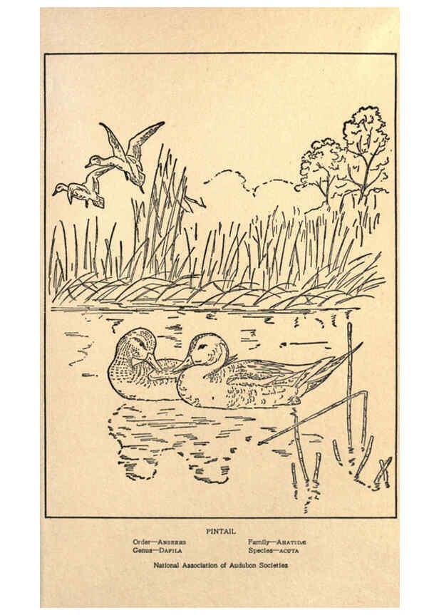 Reproducción/Reproduction 6302214771: Portraits and habits of our birds v.2. New York city :National association of Audubon societies,1920- 