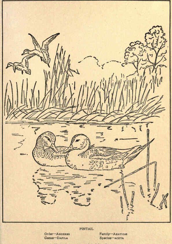 Reproducción/Reproduction 6302214771: Portraits and habits of our birds v.2. New York city :National association of Audubon societies,1920- 