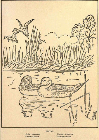 Reproducción/Reproduction 6302214771: Portraits and habits of our birds v.2. New York city :National association of Audubon societies,1920- 