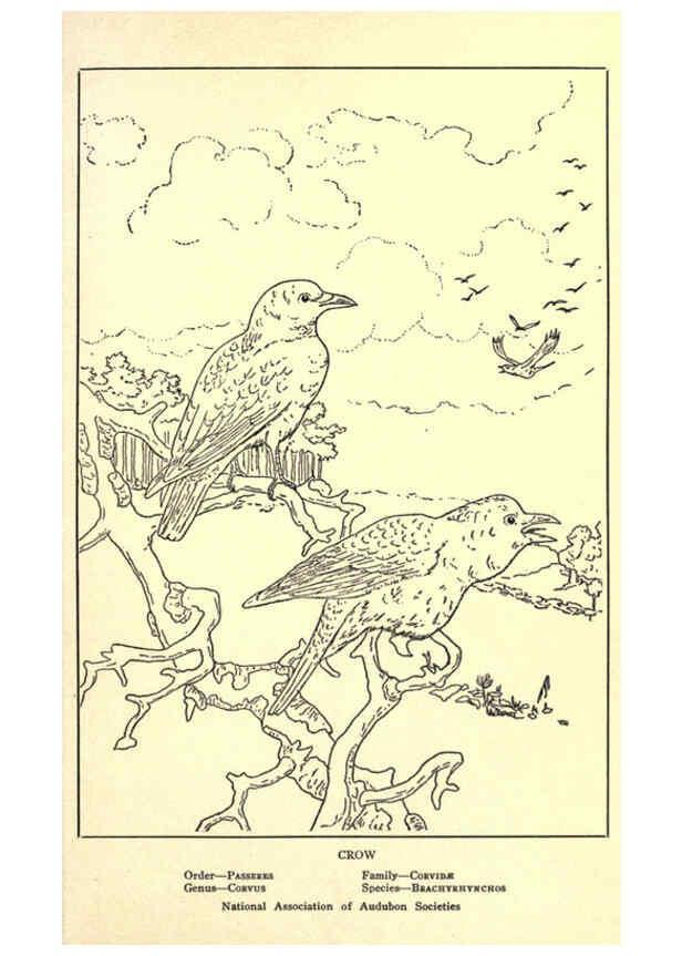 Reproducción/Reproduction 6302215139: Portraits and habits of our birds v.2. New York city :National association of Audubon societies,1920- 