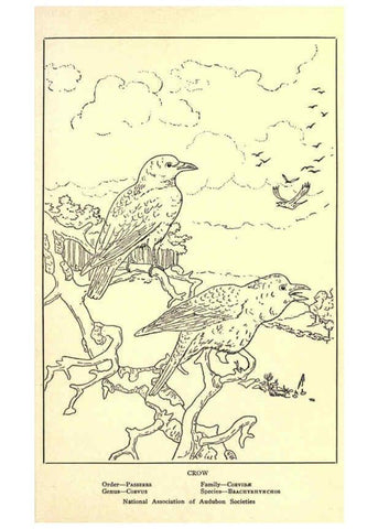 Reproducción/Reproduction 6302215139: Portraits and habits of our birds v.2. New York city :National association of Audubon societies,1920- 