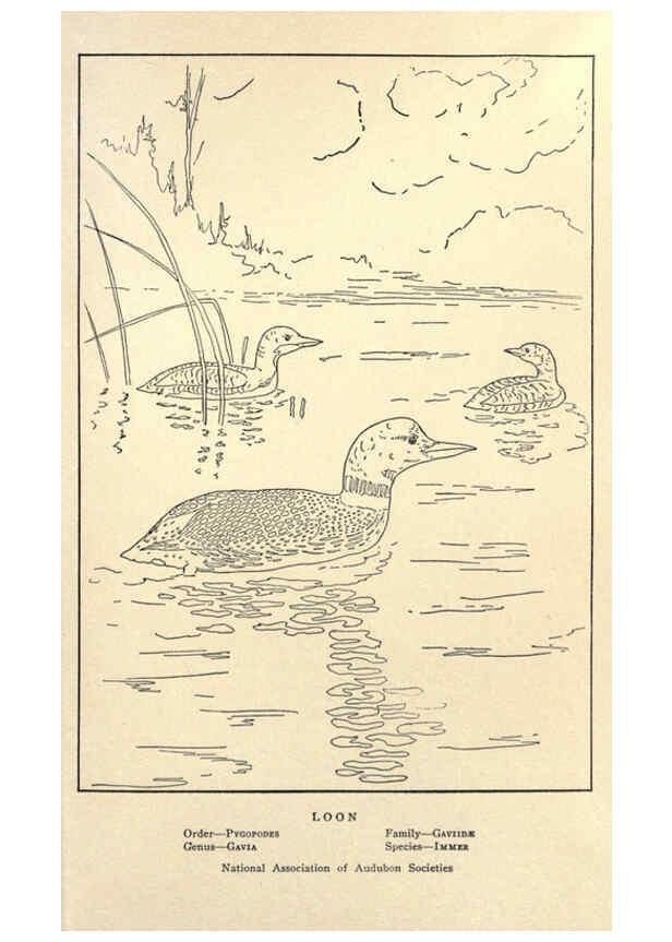 Reproducción/Reproduction 6302215459: Portraits and habits of our birds v.2. New York city :National association of Audubon societies,1920- 