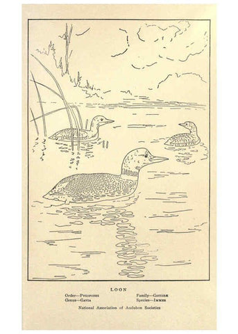 Reproducción/Reproduction 6302215459: Portraits and habits of our birds v.2. New York city :National association of Audubon societies,1920- 