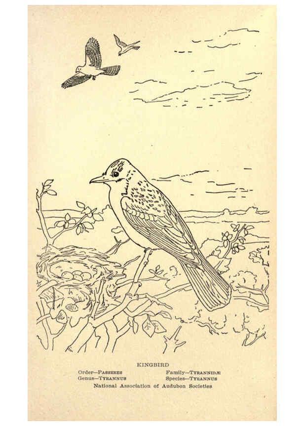 Reproducción/Reproduction 6302741178: Portraits and habits of our birds v.2. New York city :National association of Audubon societies,1920- 