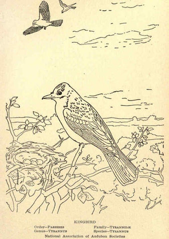 Reproducción/Reproduction 6302741178: Portraits and habits of our birds v.2. New York city :National association of Audubon societies,1920- 