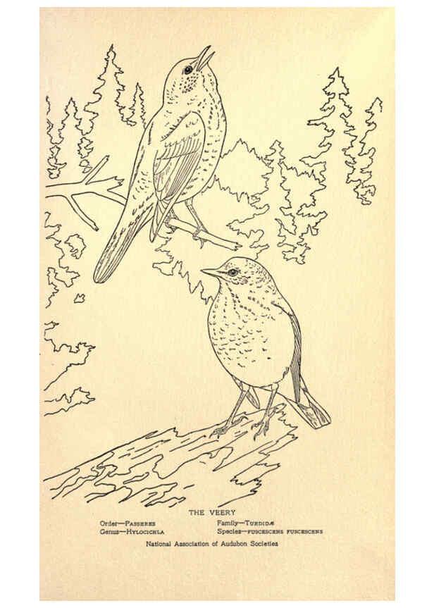 Reproducción/Reproduction 6302741538: Portraits and habits of our birds v.2. New York city :National association of Audubon societies,1920- 