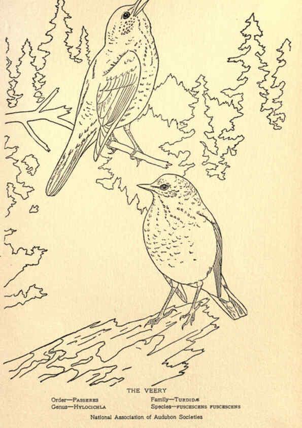Reproducción/Reproduction 6302741538: Portraits and habits of our birds v.2. New York city :National association of Audubon societies,1920- 