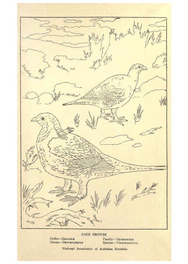 Reproducción/Reproduction 6302216467: Portraits and habits of our birds v.2. New York city :National association of Audubon societies,1920- 