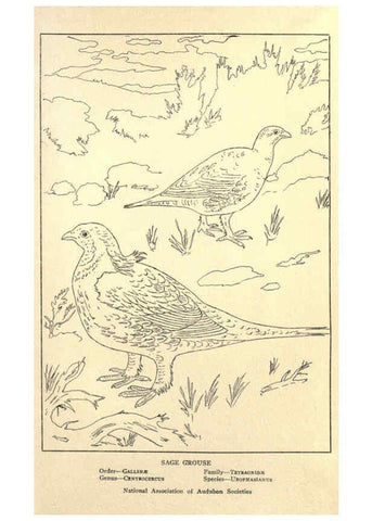 Reproducción/Reproduction 6302216467: Portraits and habits of our birds v.2. New York city :National association of Audubon societies,1920- 