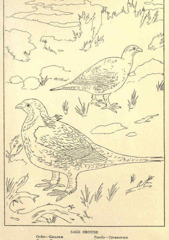Reproducción/Reproduction 6302216467: Portraits and habits of our birds v.2. New York city :National association of Audubon societies,1920- 