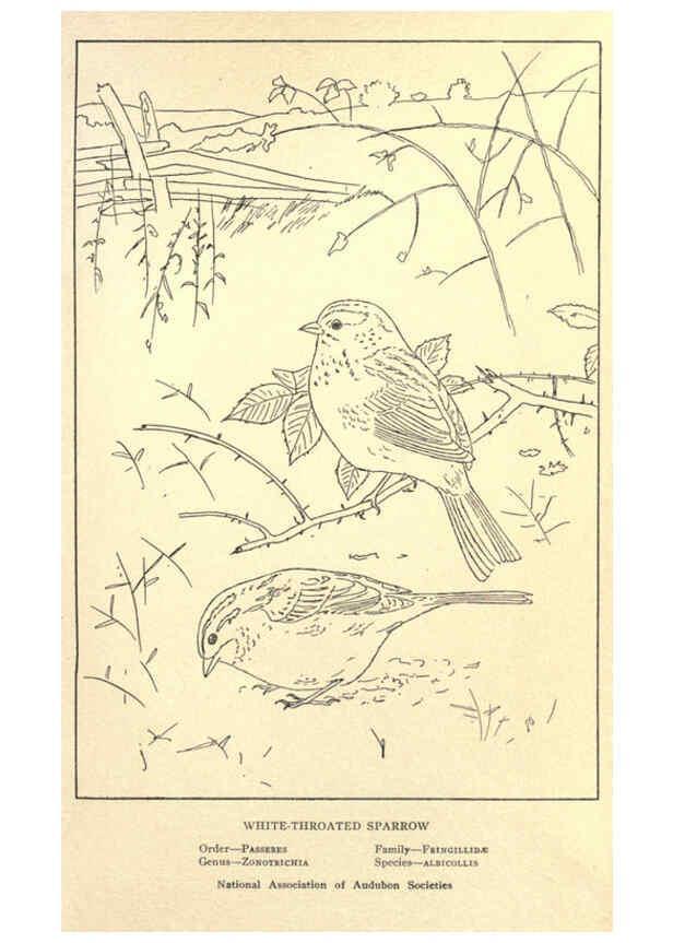 Reproducción/Reproduction 6302216755: Portraits and habits of our birds v.2. New York city :National association of Audubon societies,1920- 