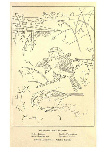 Reproducción/Reproduction 6302216755: Portraits and habits of our birds v.2. New York city :National association of Audubon societies,1920- 